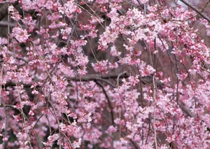 桃花烂漫桌面壁纸图片_4
