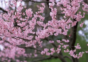 桃花烂漫桌面壁纸图片_5