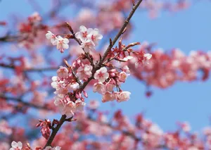 桃花烂漫桌面壁纸图片_6