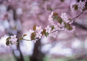桃花烂漫桌面壁纸图片_7