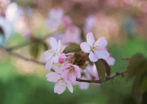 桃花烂漫桌面壁纸图片_8