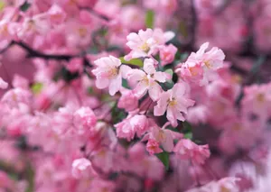 桃花烂漫桌面壁纸图片_9