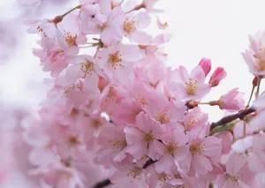 桃花烂漫桌面壁纸图片_10