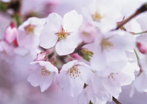桃花烂漫桌面壁纸图片_11