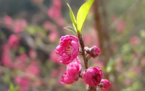 桃花烂漫桌面壁纸图片_15