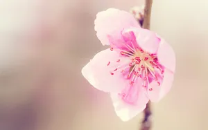 桃花烂漫桌面壁纸图片_16