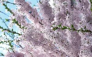 桃花烂漫桌面壁纸图片_17