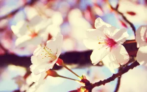 桃花烂漫桌面壁纸图片_18