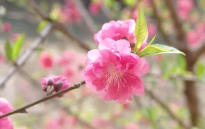 桃花烂漫桌面壁纸图片_19