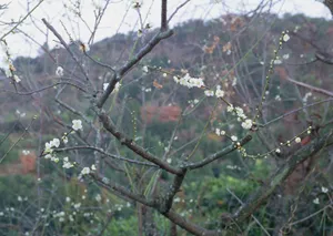 春天红花绿叶高清壁纸_1