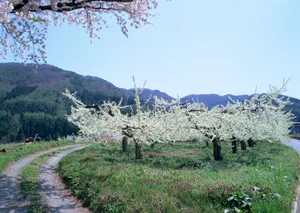 春天红花绿叶高清壁纸_5