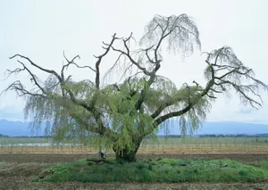 春天红花绿叶高清壁纸_7