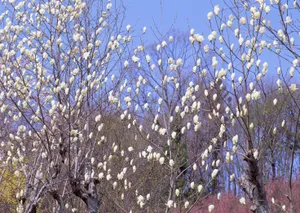 春天红花绿叶高清壁纸_8