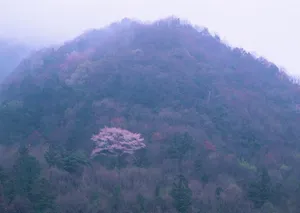 春天红花绿叶高清壁纸_11