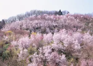 春天红花绿叶高清壁纸_13