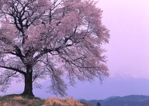 春天红花绿叶高清壁纸_19