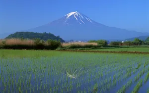 水稻田桌面壁纸