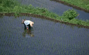 水稻田桌面壁纸_4