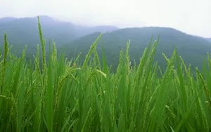 水稻田桌面壁纸_5