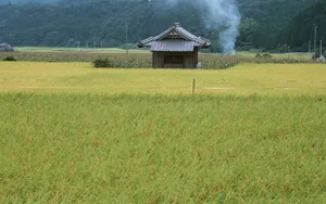 水稻田桌面壁纸_13