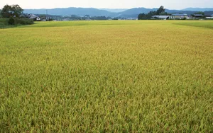 水稻田桌面壁纸_14