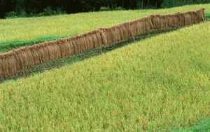 水稻田桌面壁纸_16