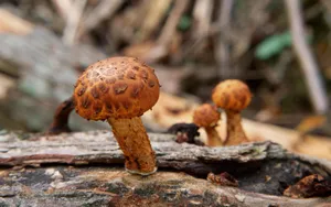 野生菌类蘑菇图片_2