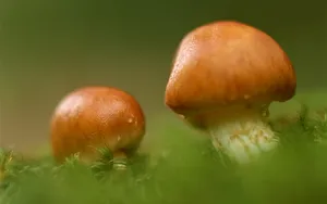 野生菌类蘑菇图片_3