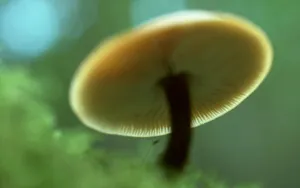 野生菌类蘑菇图片_4