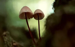 野生菌类蘑菇图片_5
