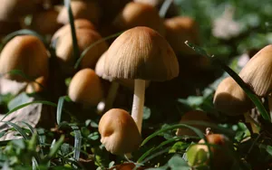 野生菌类蘑菇图片_6