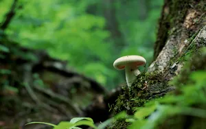 野生菌类蘑菇图片_7