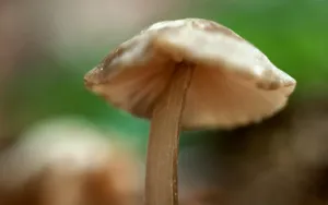 野生菌类蘑菇图片_8