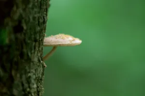 野生菌类蘑菇图片_9