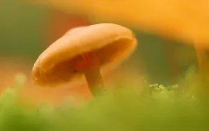 野生菌类蘑菇图片_10