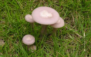 野生菌类蘑菇图片_11