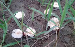 野生菌类蘑菇图片_12