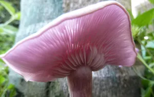野生菌类蘑菇图片_13
