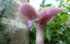 野生菌类蘑菇图片_14