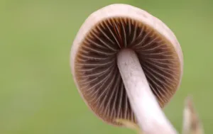 野生菌类蘑菇图片_15
