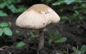野生菌类蘑菇图片_16