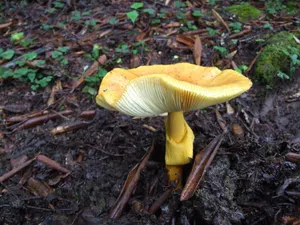 野生菌类蘑菇图片_17