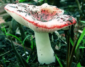 野生菌类蘑菇图片_18
