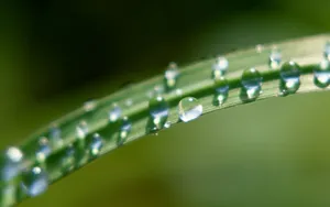 绿色植物之露珠水滴_2
