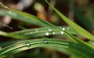 绿色植物之露珠水滴_3
