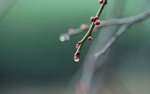 绿色植物之露珠水滴_4