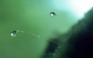 绿色植物之露珠水滴_6