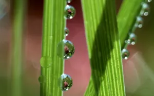 绿色植物之露珠水滴_7