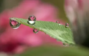 绿色植物之露珠水滴_8
