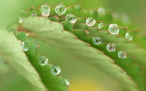 绿色植物之露珠水滴_9